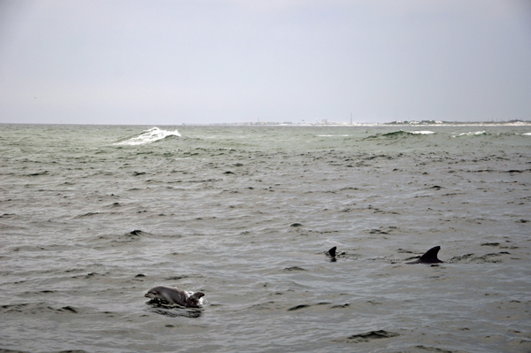 dolphins in Destin Florida